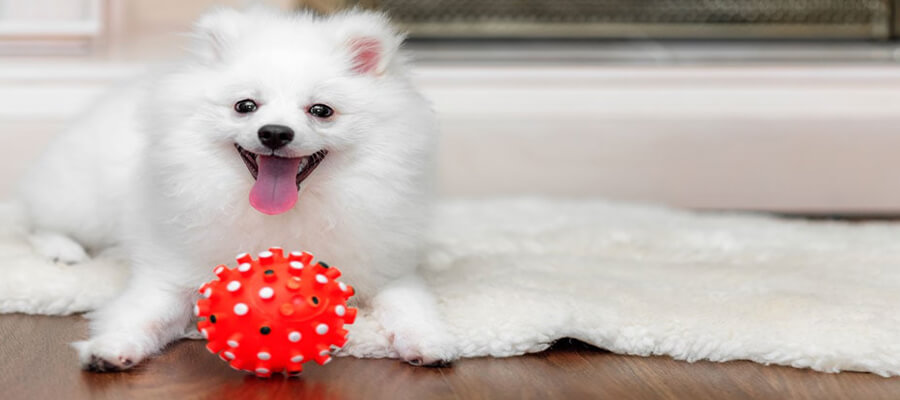 20 Fun Games to Play with Your Dog at Home